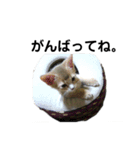 アビシニアン小猫（個別スタンプ：10）