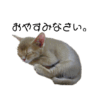 アビシニアン小猫（個別スタンプ：12）