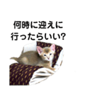 アビシニアン小猫（個別スタンプ：13）