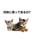 アビシニアン小猫（個別スタンプ：14）