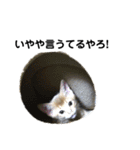 アビシニアン小猫（個別スタンプ：16）