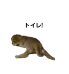 アビシニアン小猫（個別スタンプ：21）