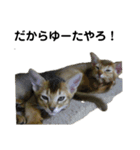 アビシニアン小猫（個別スタンプ：28）