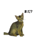 アビシニアン小猫（個別スタンプ：33）