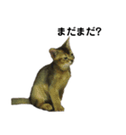 アビシニアン小猫（個別スタンプ：34）
