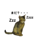 アビシニアン小猫（個別スタンプ：35）