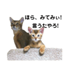 アビシニアン小猫（個別スタンプ：37）