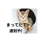 アビシニアン小猫（個別スタンプ：38）