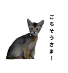 アビシニアン小猫（個別スタンプ：39）