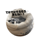 ミニシュナ ＊アルアルの毎日②（個別スタンプ：40）
