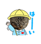 猫のキャベツ君スタンプ 夏（個別スタンプ：4）