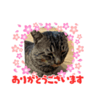 猫のキャベツ君スタンプ 夏（個別スタンプ：6）