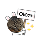 猫のキャベツ君スタンプ 夏（個別スタンプ：8）