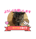 猫のキャベツ君スタンプ 夏（個別スタンプ：11）