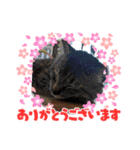 猫のキャベツ君スタンプ 夏（個別スタンプ：12）