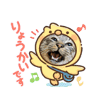 猫のキャベツ君スタンプ 夏（個別スタンプ：19）