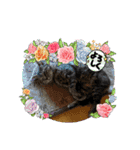 猫のキャベツ君スタンプ 夏（個別スタンプ：22）