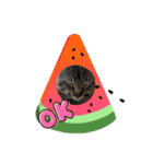 猫のキャベツ君スタンプ 夏（個別スタンプ：24）