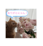 リアスタンプ2（個別スタンプ：7）