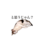 吉村家の猫ちゃん2（個別スタンプ：2）