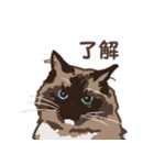 ねこ王騎 スタンプ（個別スタンプ：1）