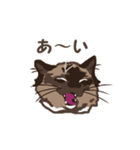 ねこ王騎 スタンプ（個別スタンプ：14）