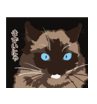 ねこ王騎 スタンプ（個別スタンプ：16）