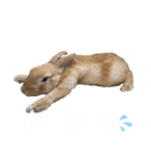うさぎのコナンくんスタンプ（個別スタンプ：3）