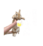 うさぎのコナンくんスタンプ（個別スタンプ：8）