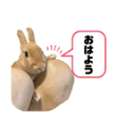 うさぎのコナンくんスタンプ（個別スタンプ：10）
