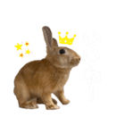 うさぎのコナンくんスタンプ（個別スタンプ：13）