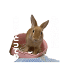 うさぎのコナンくんスタンプ（個別スタンプ：17）