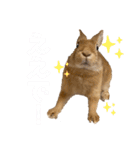 うさぎのコナンくんスタンプ（個別スタンプ：18）