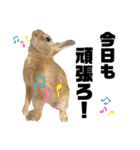 うさぎのコナンくんスタンプ（個別スタンプ：20）