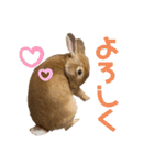 うさぎのコナンくんスタンプ（個別スタンプ：31）