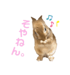 うさぎのコナンくんスタンプ（個別スタンプ：33）