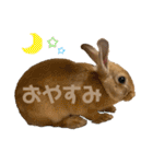 うさぎのコナンくんスタンプ（個別スタンプ：34）