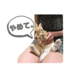 うさぎのコナンくんスタンプ（個別スタンプ：40）