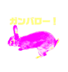 カラフルうさぎのコナンくんスタンプ。（個別スタンプ：11）