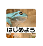 イエアメガエル 引越し編（個別スタンプ：10）