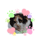三毛猫こもも（個別スタンプ：3）