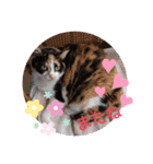 三毛猫こもも（個別スタンプ：4）
