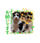 三毛猫こもも（個別スタンプ：5）