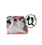 三毛猫こもも（個別スタンプ：6）