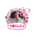 三毛猫こもも（個別スタンプ：7）