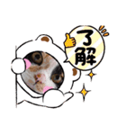 三毛猫こもも（個別スタンプ：8）