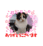 三毛猫こもも（個別スタンプ：10）