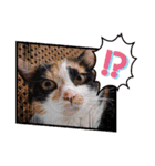 三毛猫こもも（個別スタンプ：12）