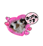 三毛猫こもも（個別スタンプ：13）