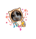 三毛猫こもも（個別スタンプ：15）